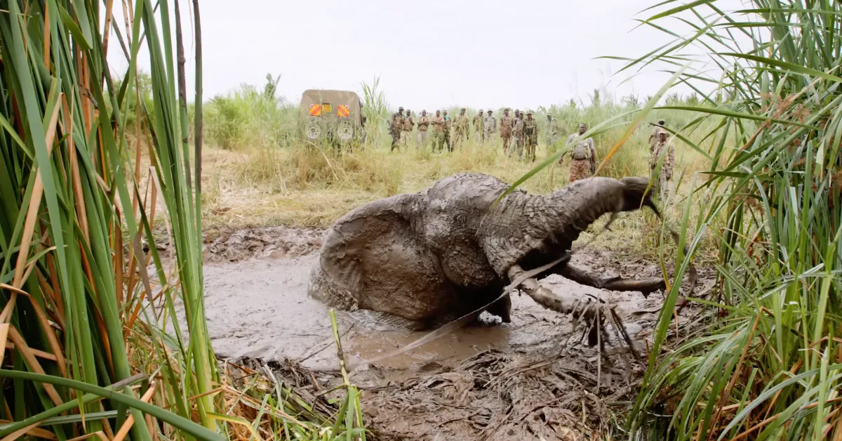 A large animal lies in muddy water surrounded by reeds, with a group of uniformed personnel visible in the background near a vehicle.