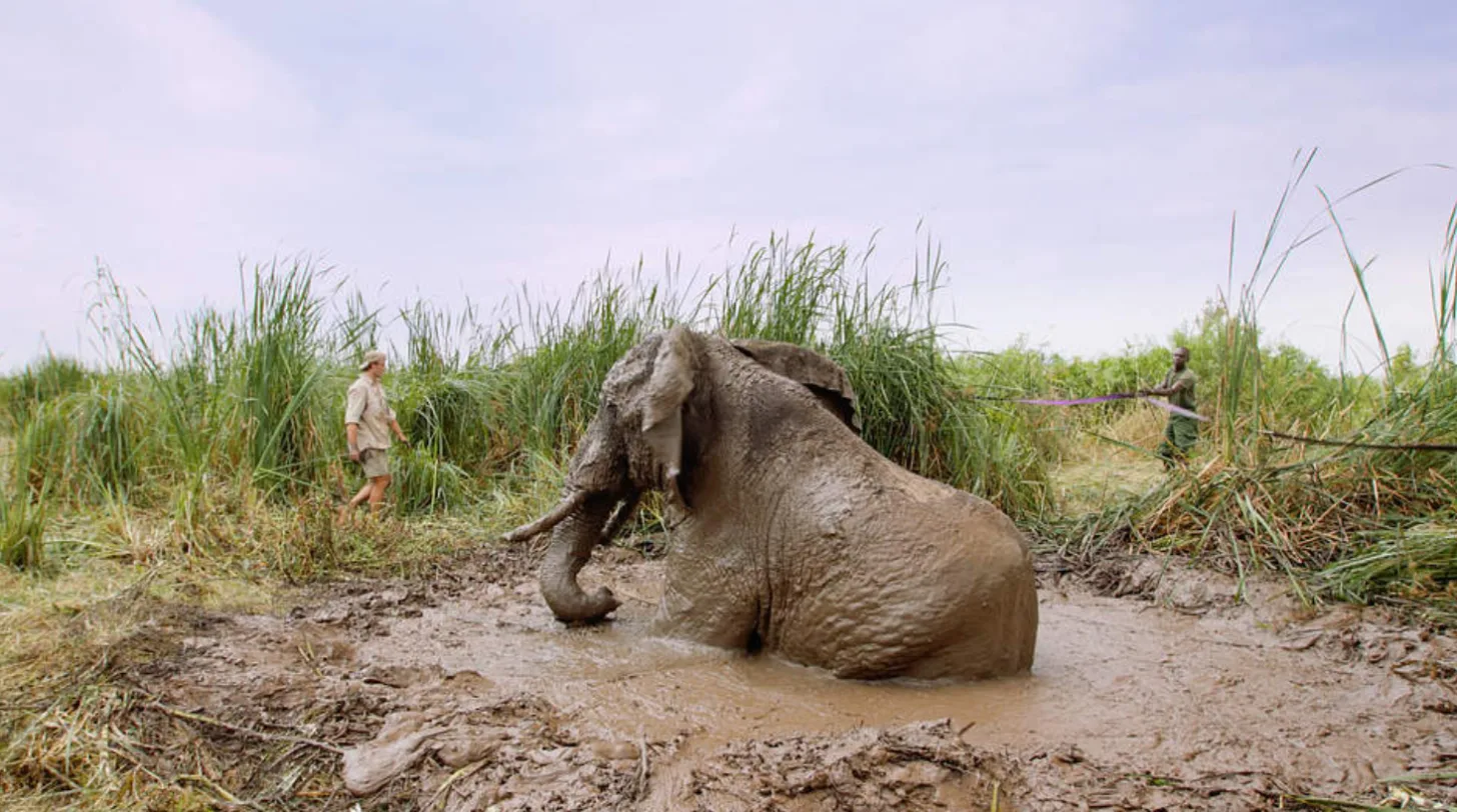 A large elephant sits in mud next to tall grass and reeds, with two people visible in the background on either side of the field.