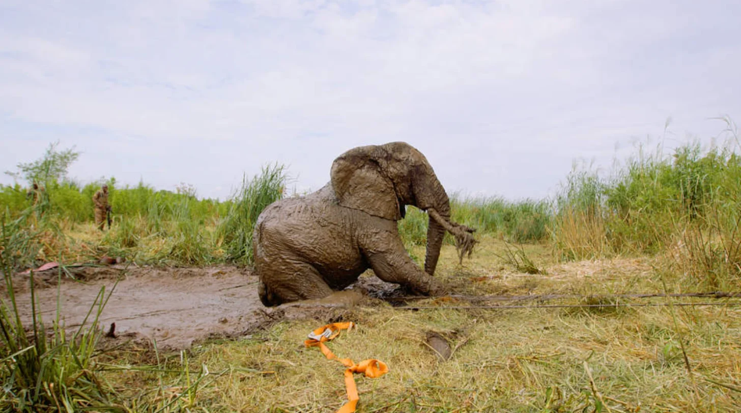 A large elephant covered in mud kneels in shallow water near grass and reeds, with orange objects visible on the ground nearby.