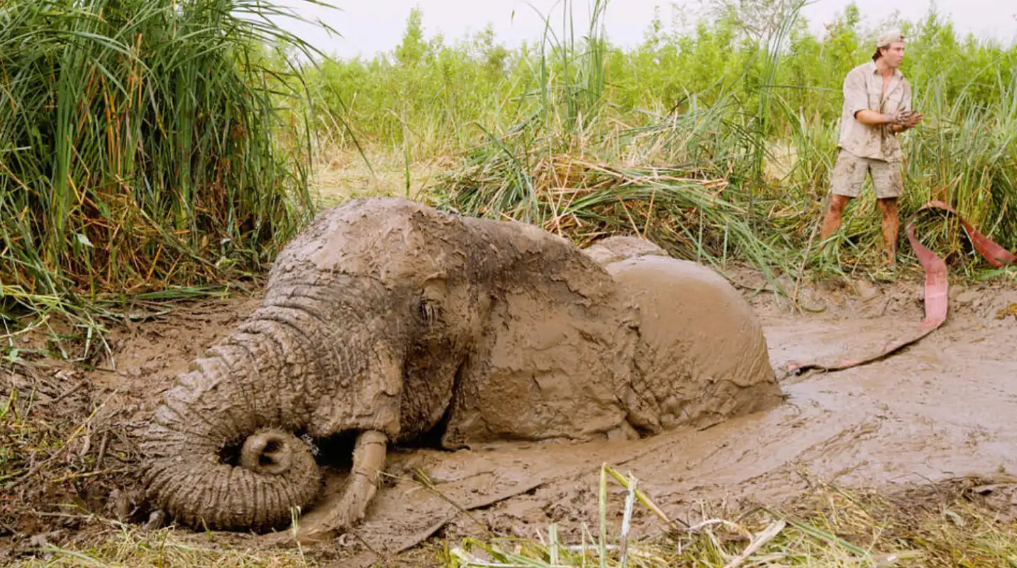 A mud-covered elephant lies on sandy ground surrounded by tall grass and sugarcane plants, with a man in light-colored clothing standing nearby.