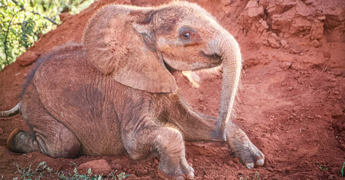 A young elephant sits on red-brown soil against a rocky backdrop, its trunk raised toward its mouth and one tusk visible.