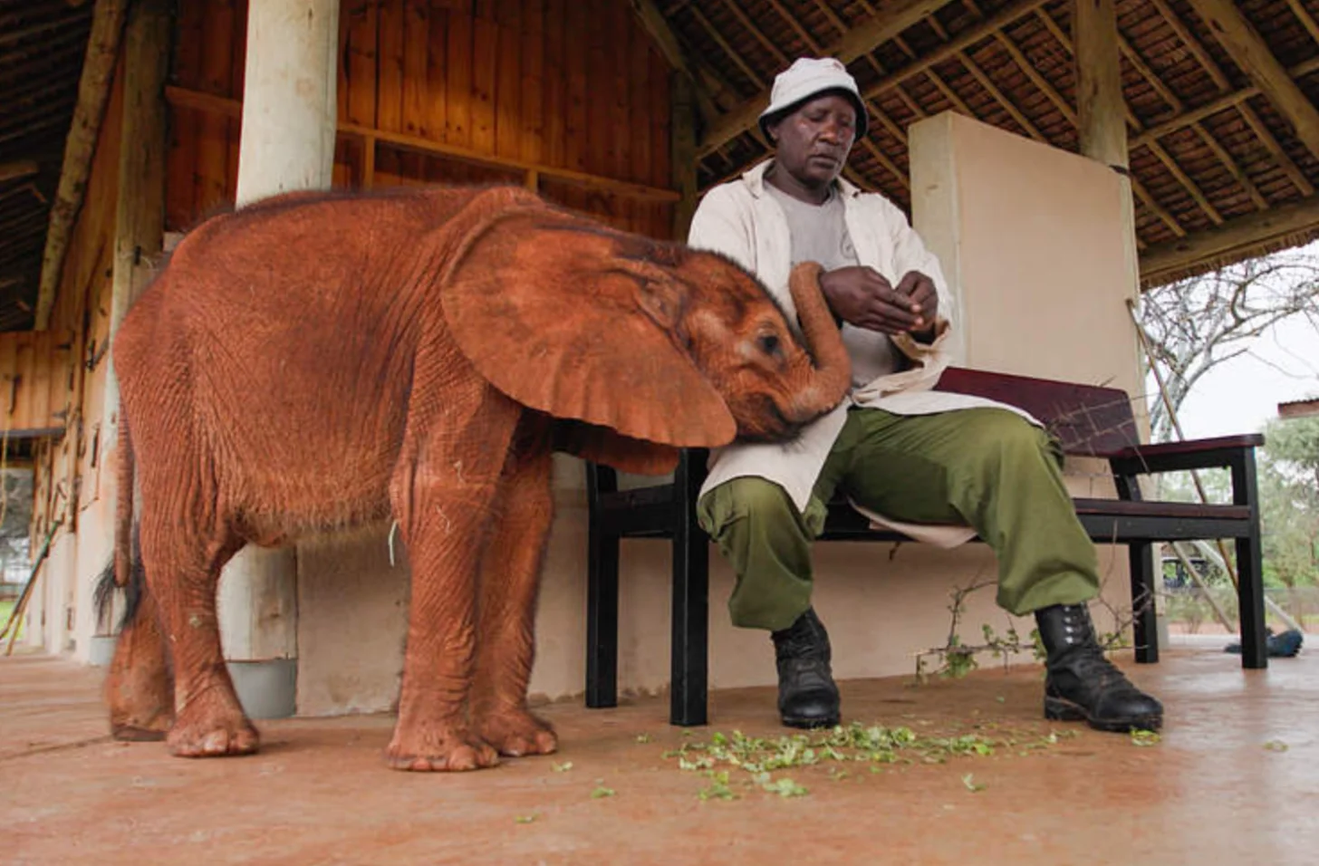 A man in a white cap and green pants sits on a bench while a young reddish-brown elephant stands beside him eating from the ground.