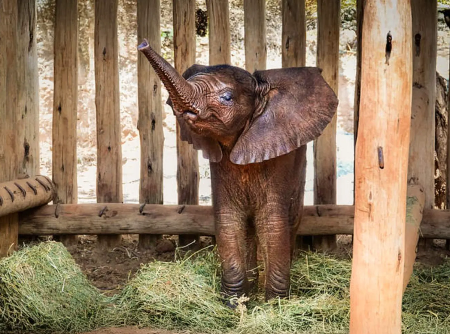 A young elephant with its trunk raised stands inside a wooden-fenced enclosure with grass and hay on the ground.