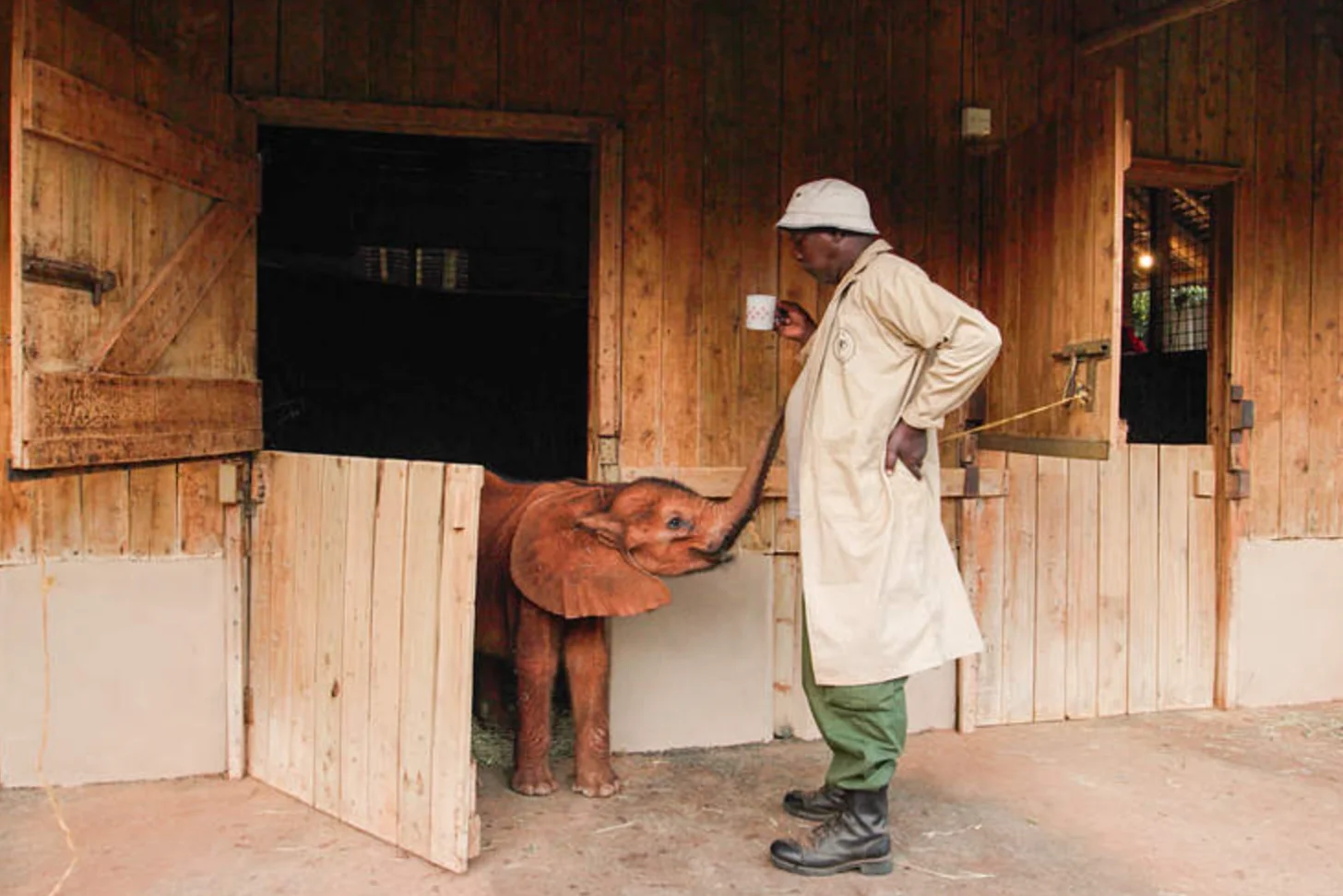 A person in a white coat and white hat leads a brown horse out of a wooden stable stall.
