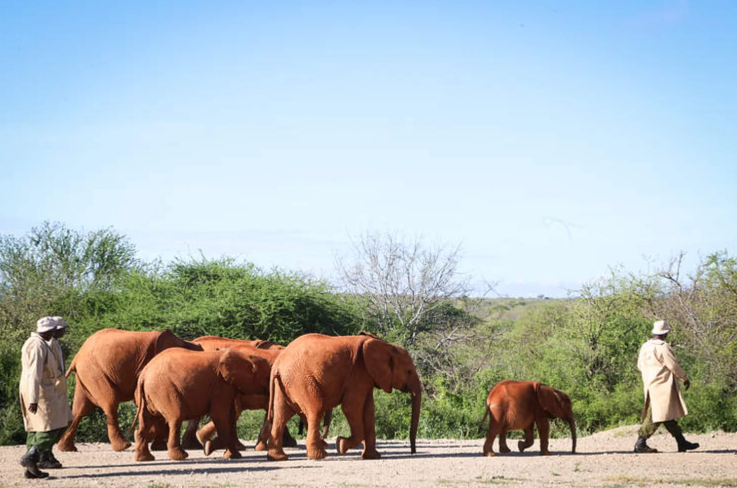 A group of brown elephants walks along a dirt road with two people in tan clothing on either side, surrounded by green bushes and trees under a clear blue sky.