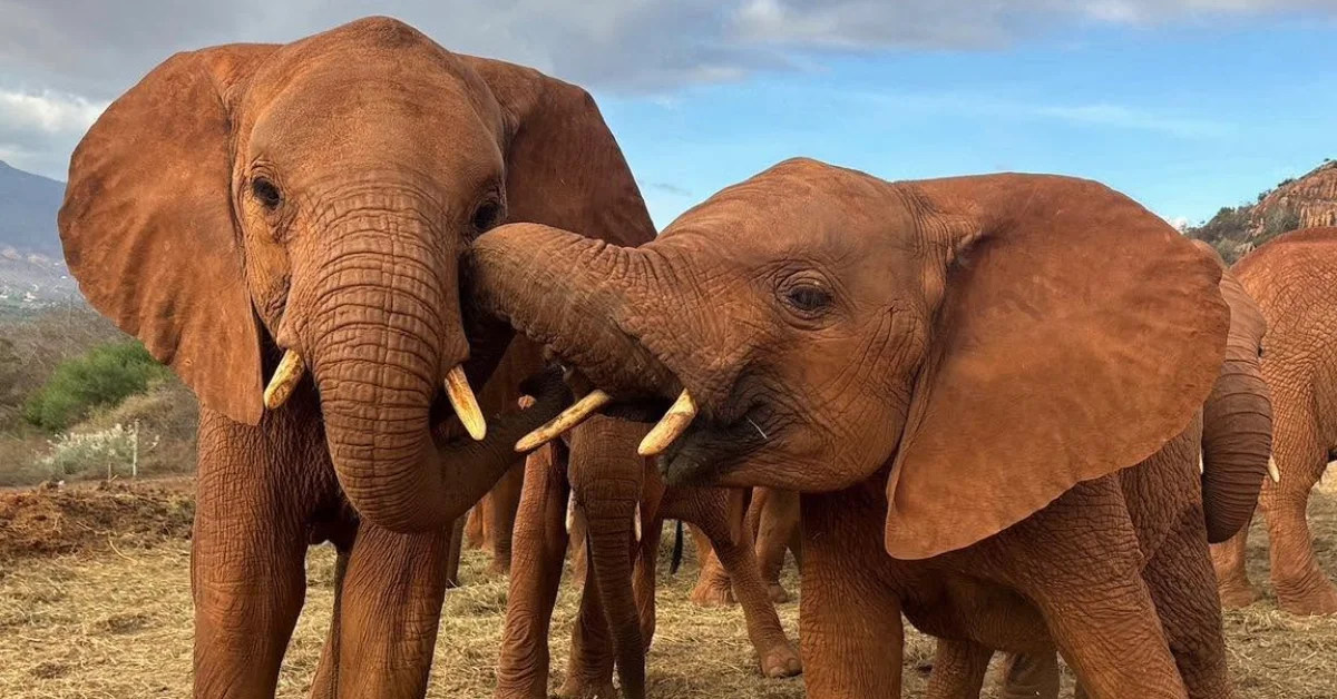 Two brown elephants stand together on sandy ground with rocky hills in the background. The larger elephant on the left displays visible tusks, while the smaller elephant stands close beside it.