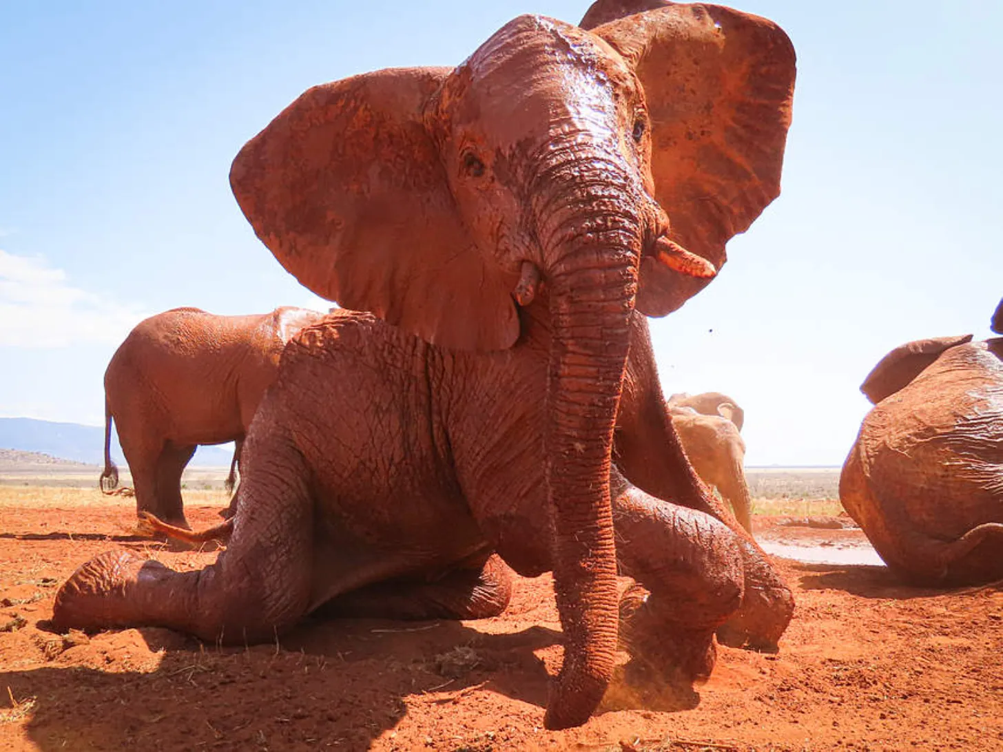 A large elephant covered in reddish-brown dust kneels on the ground in an arid landscape, with its trunk extended forward and ears spread wide. Other elephants are visible in the background on the dry, rocky terrain.