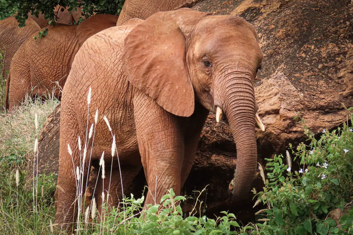 A large elephant with visible tusks stands among green vegetation and rocky terrain, with another elephant partially visible in the background.