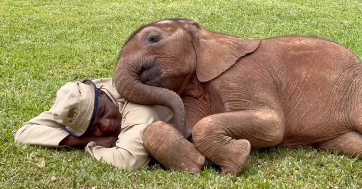 A young elephant lies on grass next to a person in khaki clothing and a hat, with the elephant's trunk resting on the person.