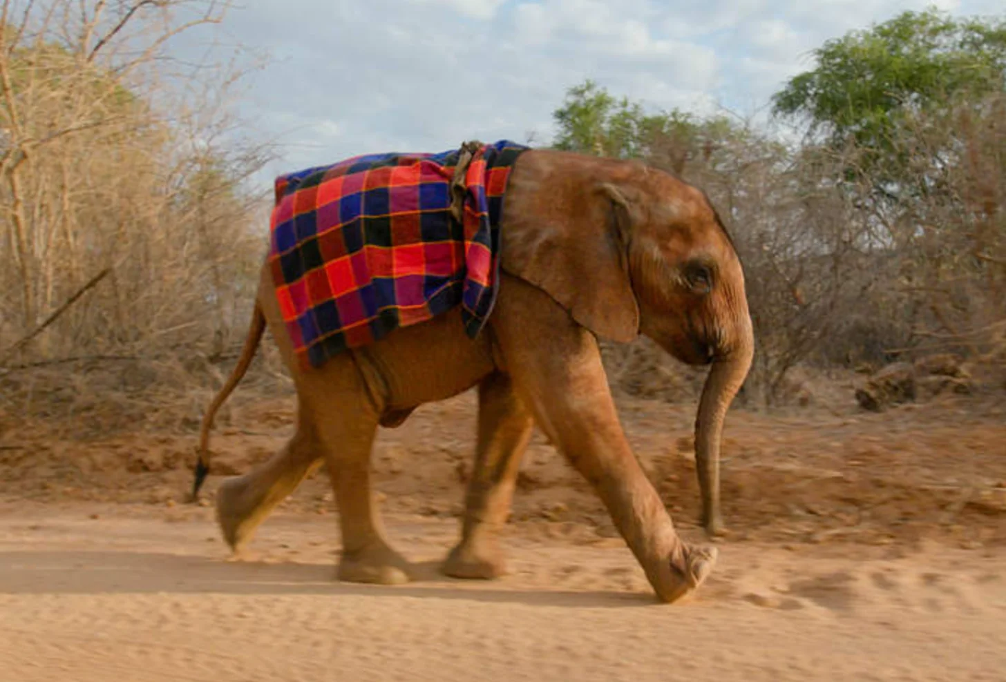 A brown elephant walks on a dirt path wearing a red and blue plaid blanket across its back, surrounded by sparse trees and dry vegetation.