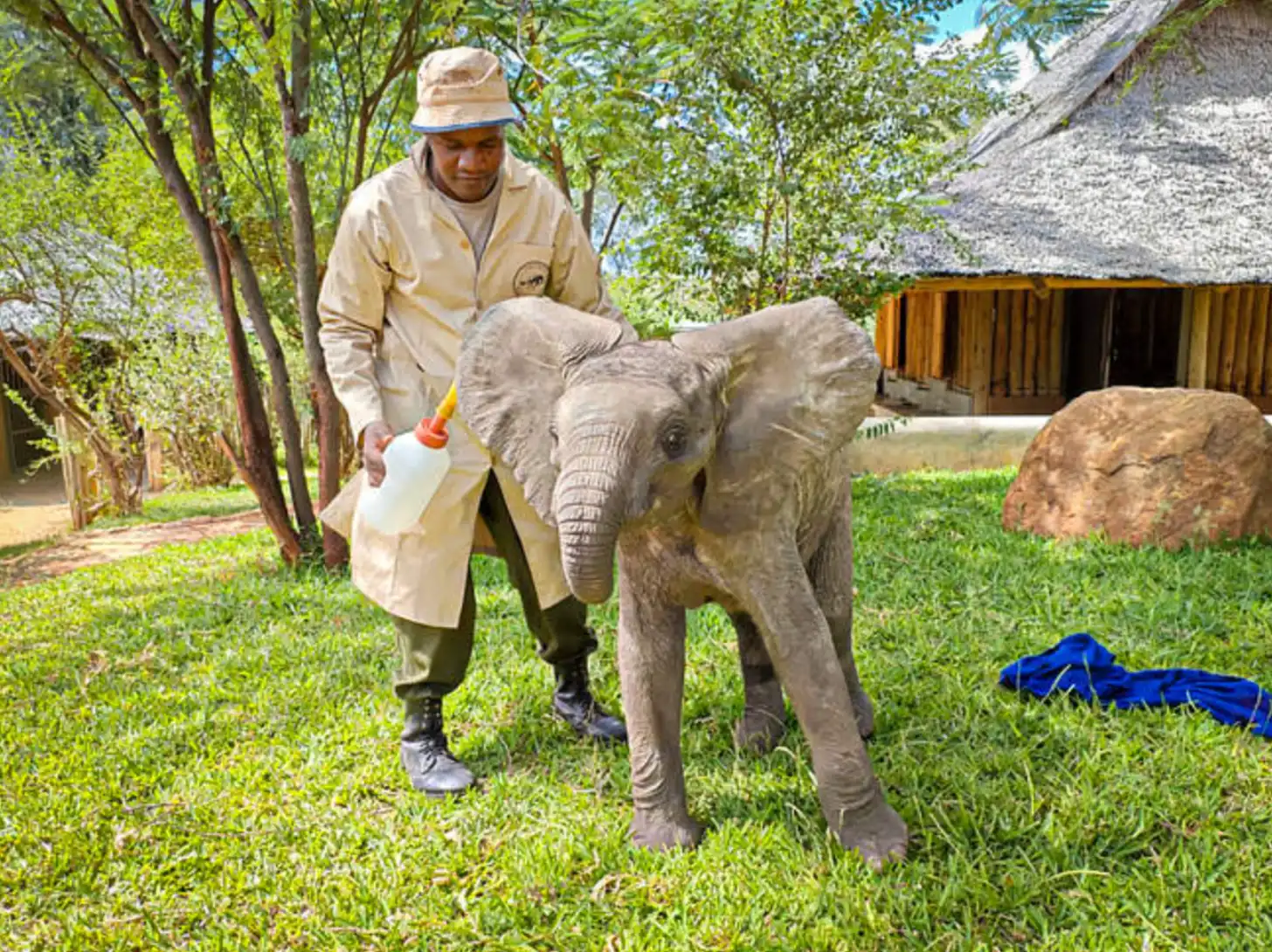 A caretaker in a tan jacket and hat holds a bottle while standing next to a young gray elephant on a grass lawn, with trees and wooden structures visible in the background.