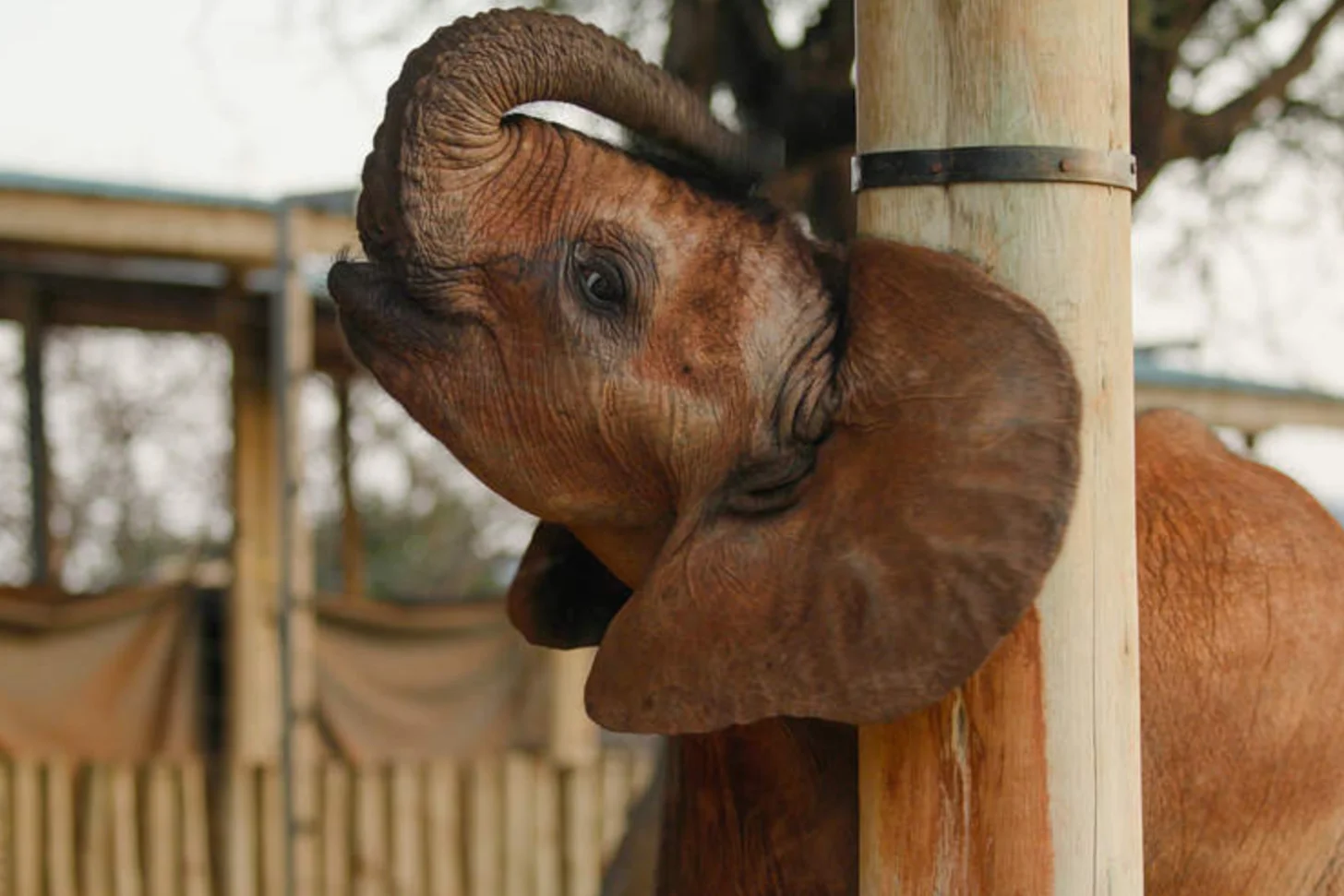 A young brown animal with distinctive facial features peeks around a wooden post in an enclosure, with fencing and structures visible in the background.