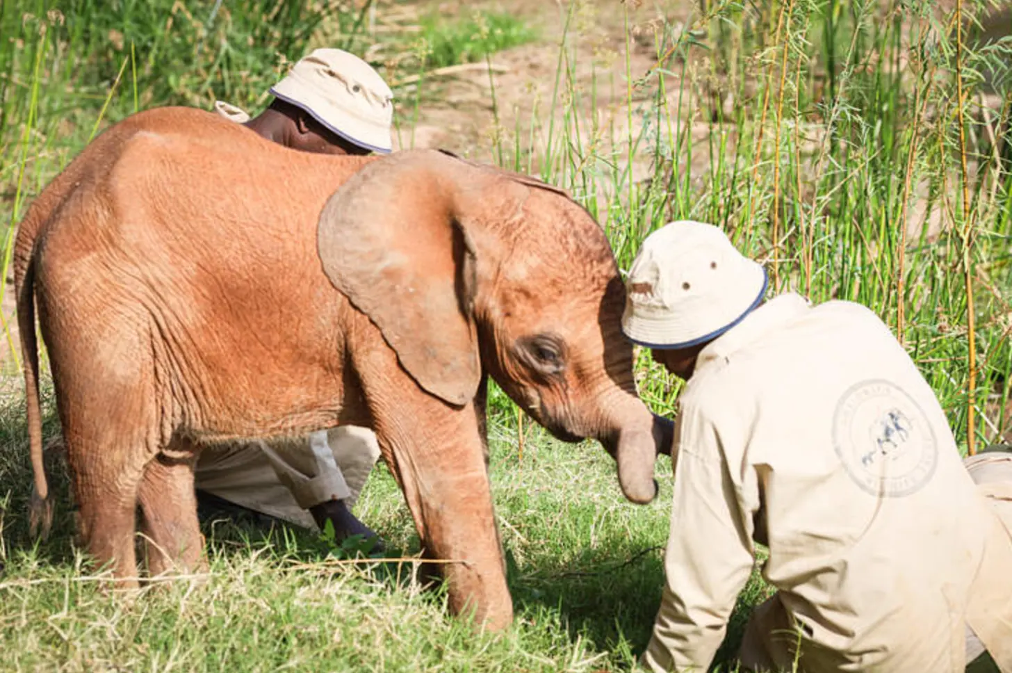 A caretaker in a tan uniform and white hat interacts with a young brown elephant in a grassy field, while another caretaker stands behind the elephant.