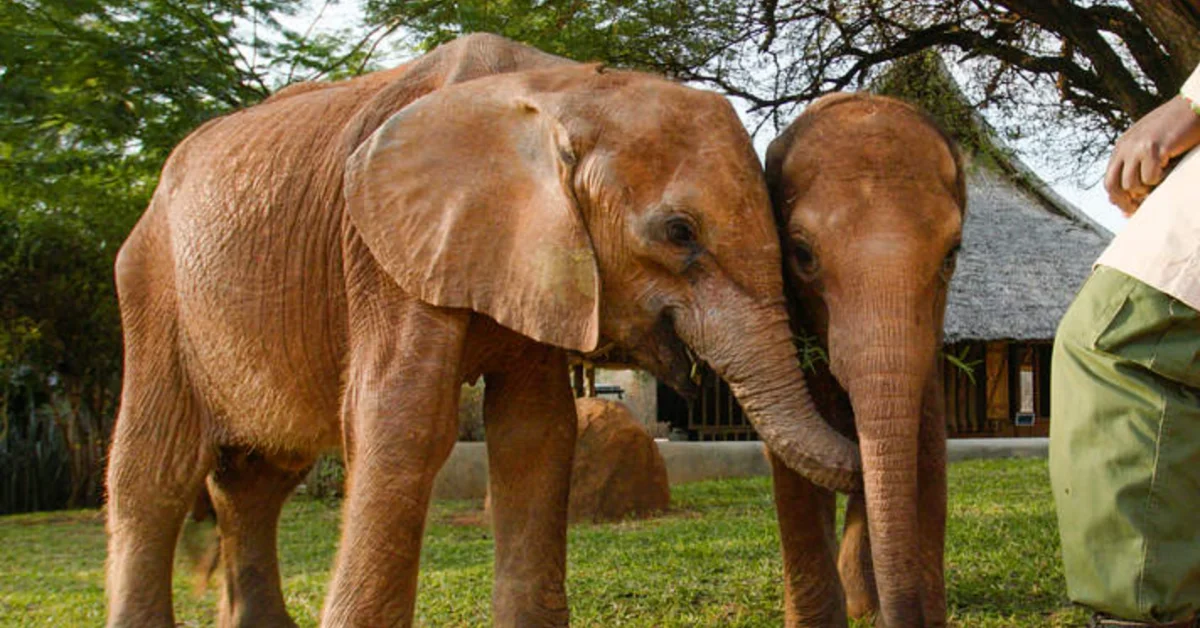 A brown elephant stands on grass with a person in a green shirt beside it. A smaller elephant is visible in the background near wooden structures and trees.