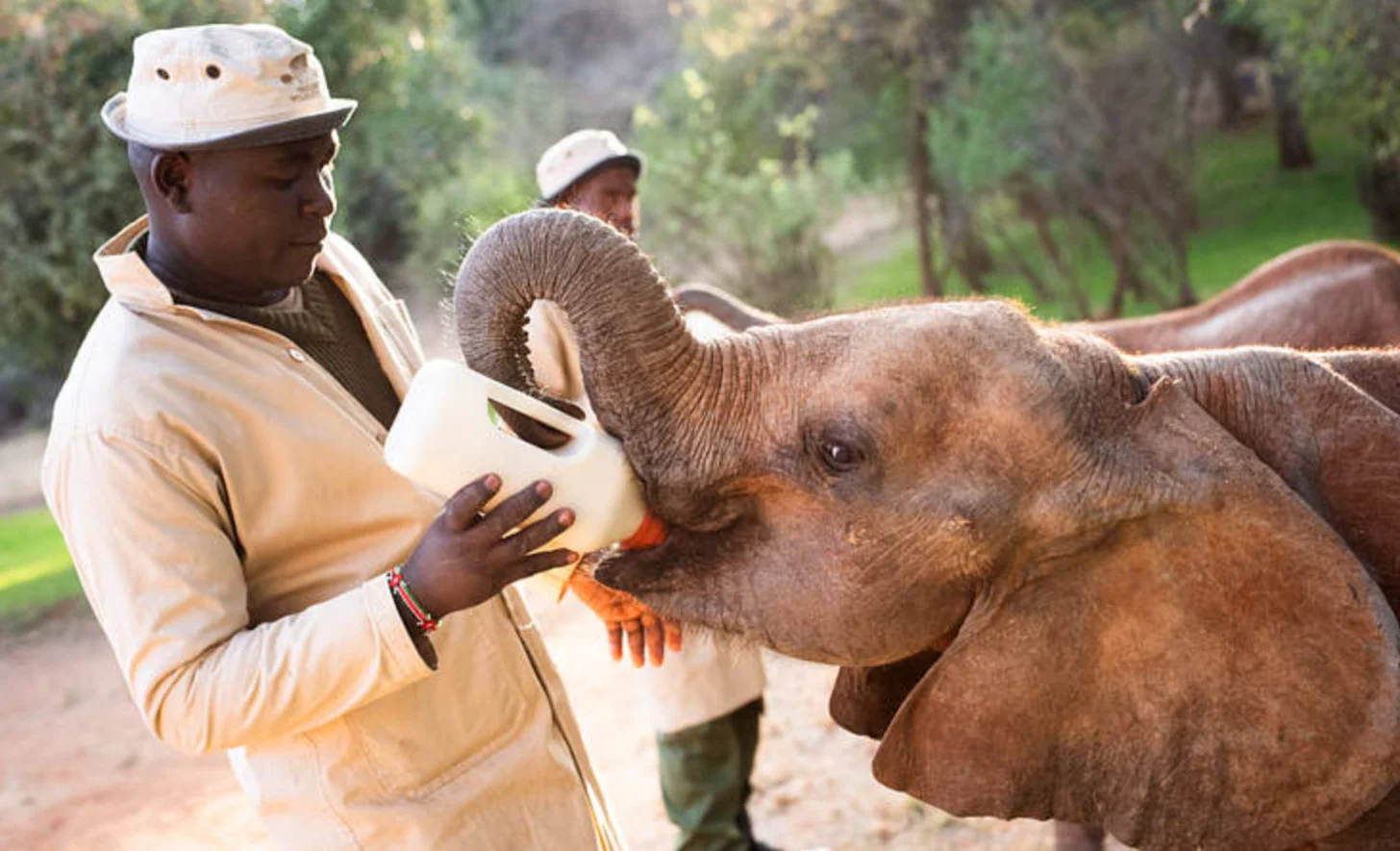 A caretaker holds a milk bottle while a young brown elephant reaches its trunk toward it. Another person stands in the background near trees.