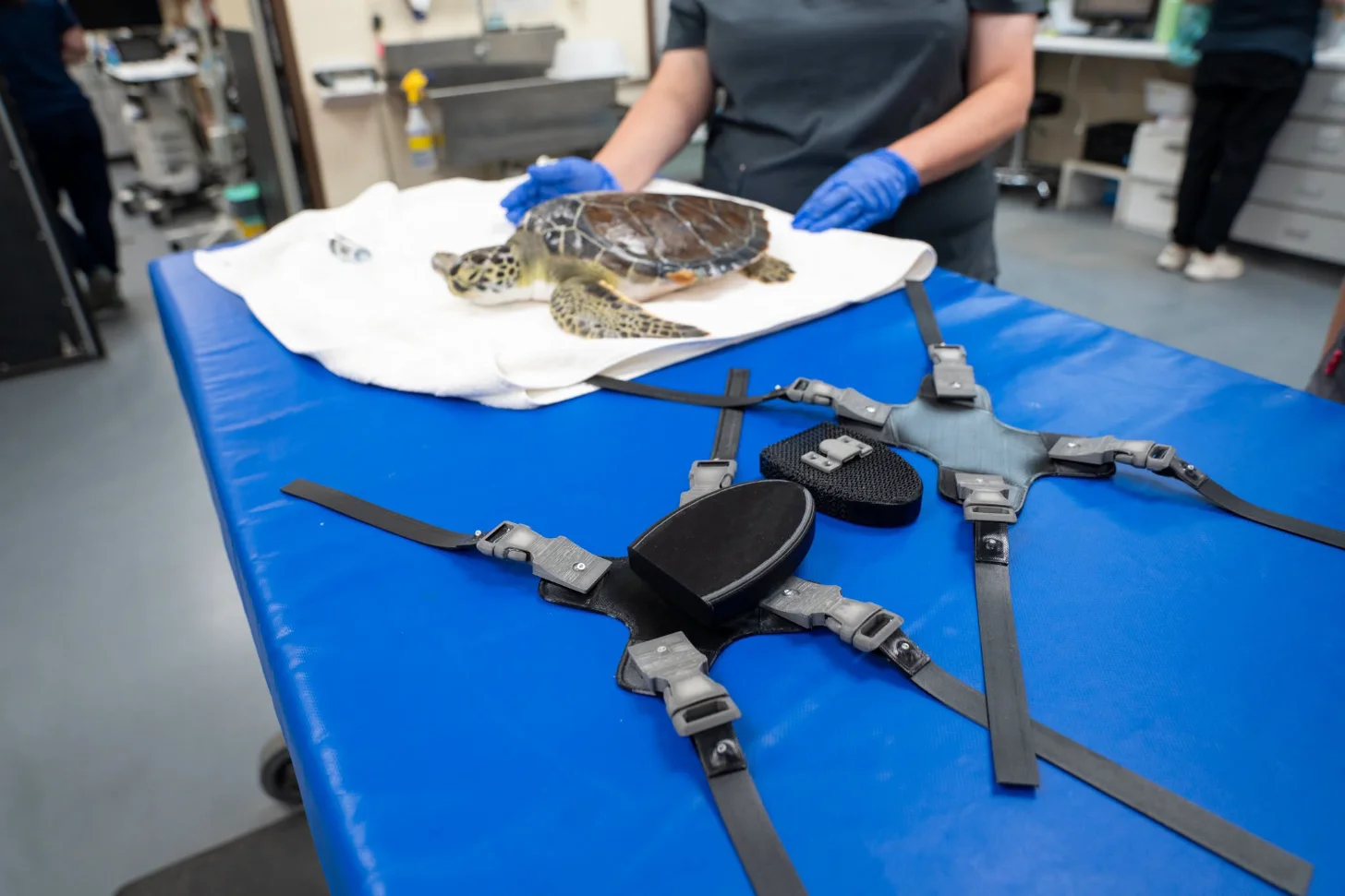 A sea turtle rests on a white pad atop a blue examination table while a person wearing blue gloves handles it. Flotation harnesses and straps are displayed on the table in front of the turtle.