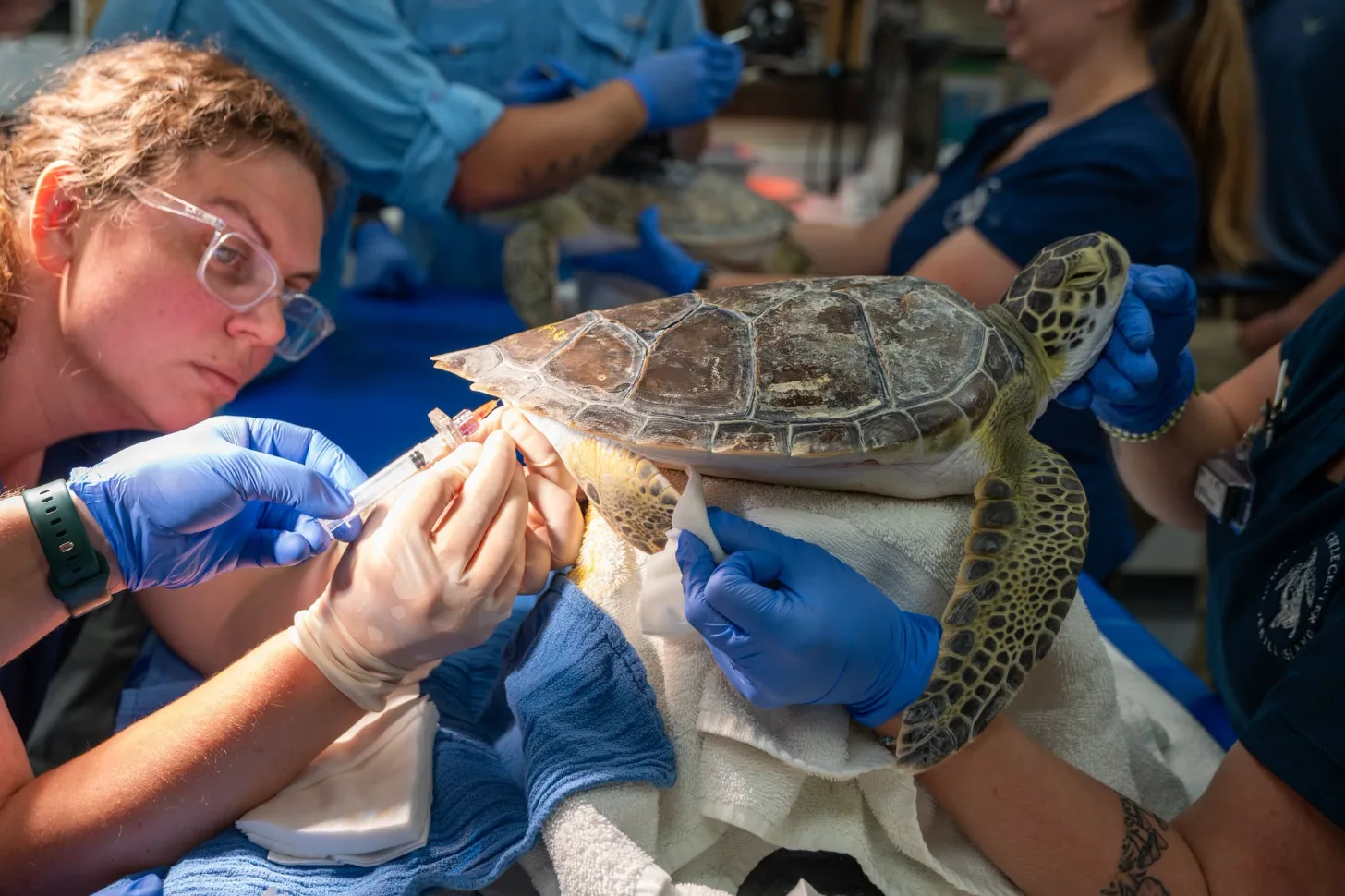 A researcher wearing safety glasses and blue gloves examines a sea turtle held by multiple staff members during a hands-on educational demonstration.