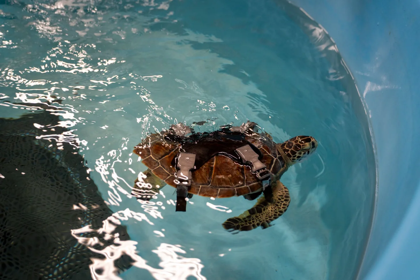 Sea turtle swimming in clear turquoise water, viewed from above, with a flotation harness attached to its shell.