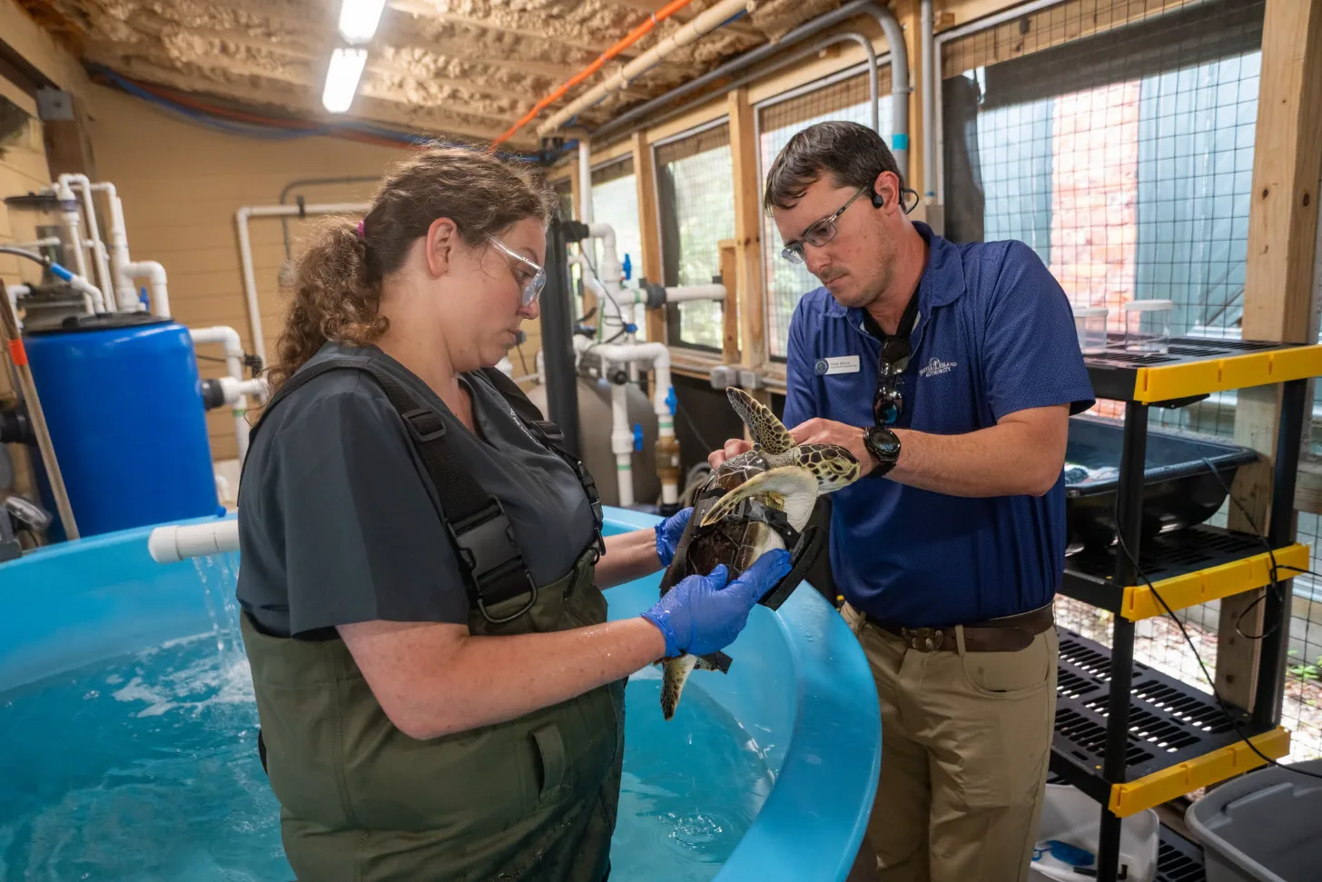Two wildlife workers wearing protective gloves and glasses examine a sea turtle in a blue tank at an indoor facility with aquarium tanks and equipment visible in the background.