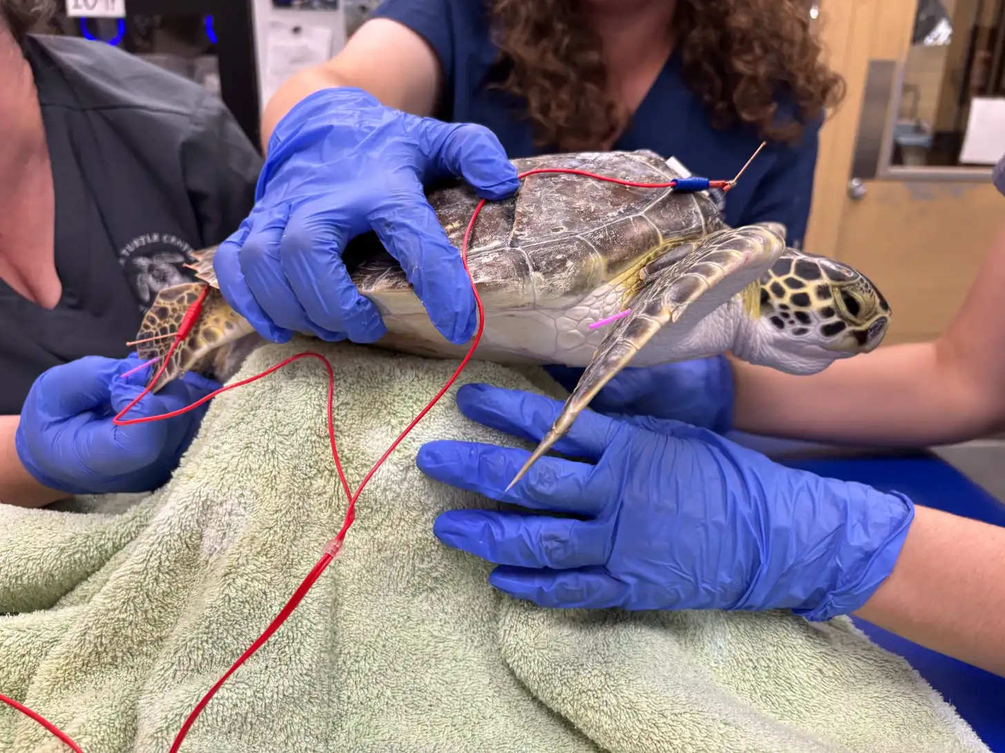Healthcare workers in blue gloves examine a sea turtle on a towel, with red medical monitoring cables attached to the animal.