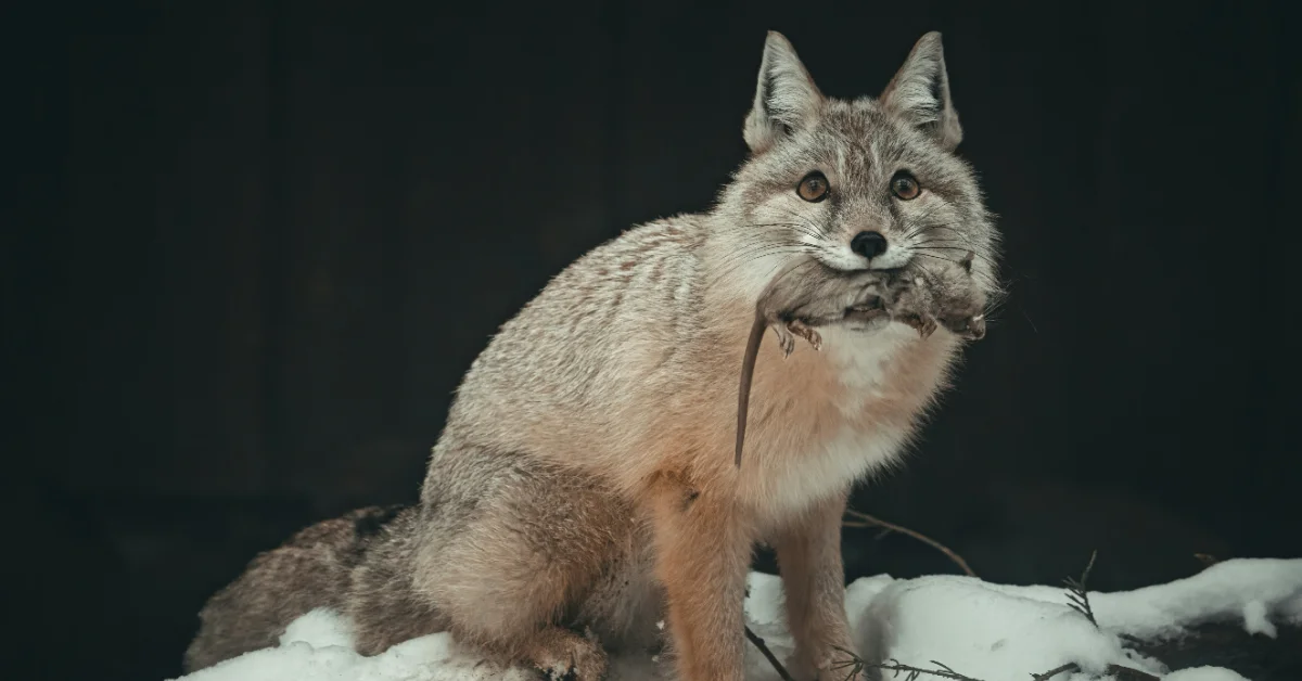 A gray and tan canine with pointed ears holds a small rodent in its mouth while standing on snow against a dark background.