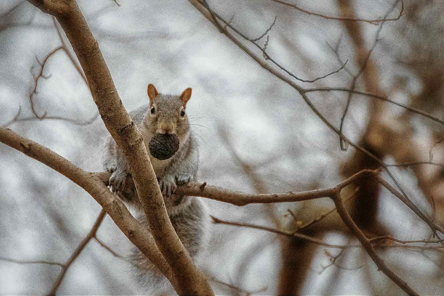 A tree squirrel clings to a bare branch with snow-covered trees blurred in the background.