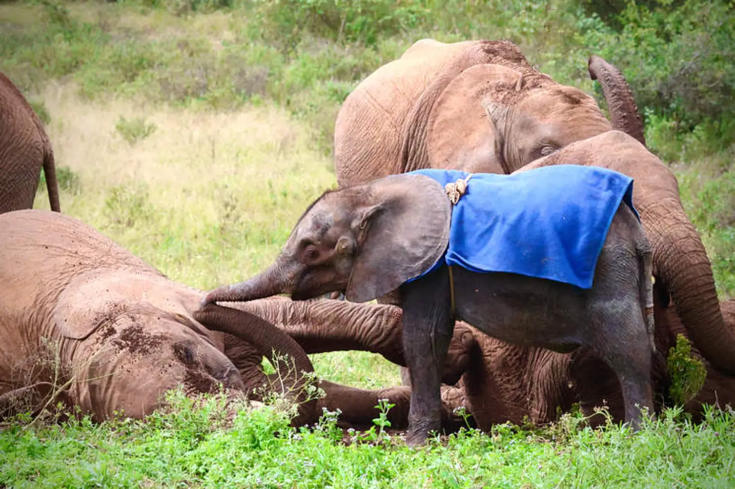 A young elephant wearing a blue blanket reaches toward an adult elephant lying on the ground in a grassy area with vegetation.