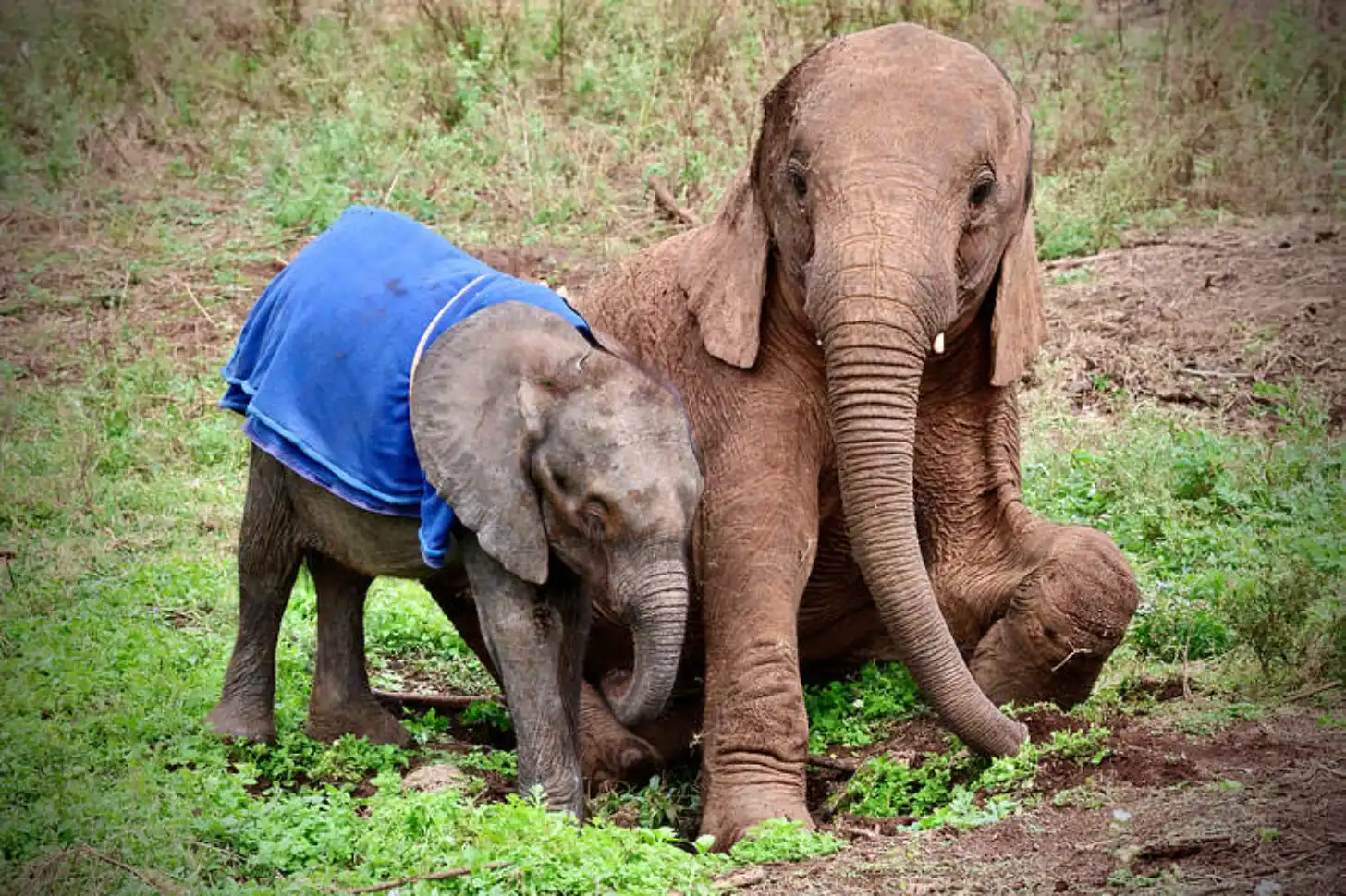 An adult elephant and a young elephant walk together on a dirt path surrounded by green vegetation. The younger elephant wears a blue cloth on its back.