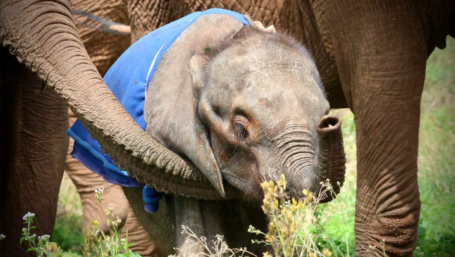 A young elephant wearing a blue cloth grazes on vegetation while standing between two adult elephants.