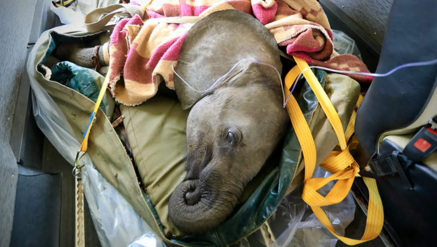 A young elephant's head rests in a canvas container lined with blankets and secured with yellow straps during transport.