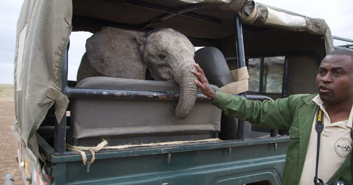 A man in a green jacket and tan vest stands beside an open vehicle, reaching toward a young gray elephant with its trunk extended out the window.