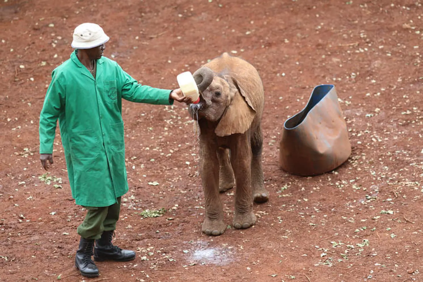 A caretaker in a green coat and white hat feeds water from a cup to a young brown elephant standing on reddish soil, with a large container visible nearby.