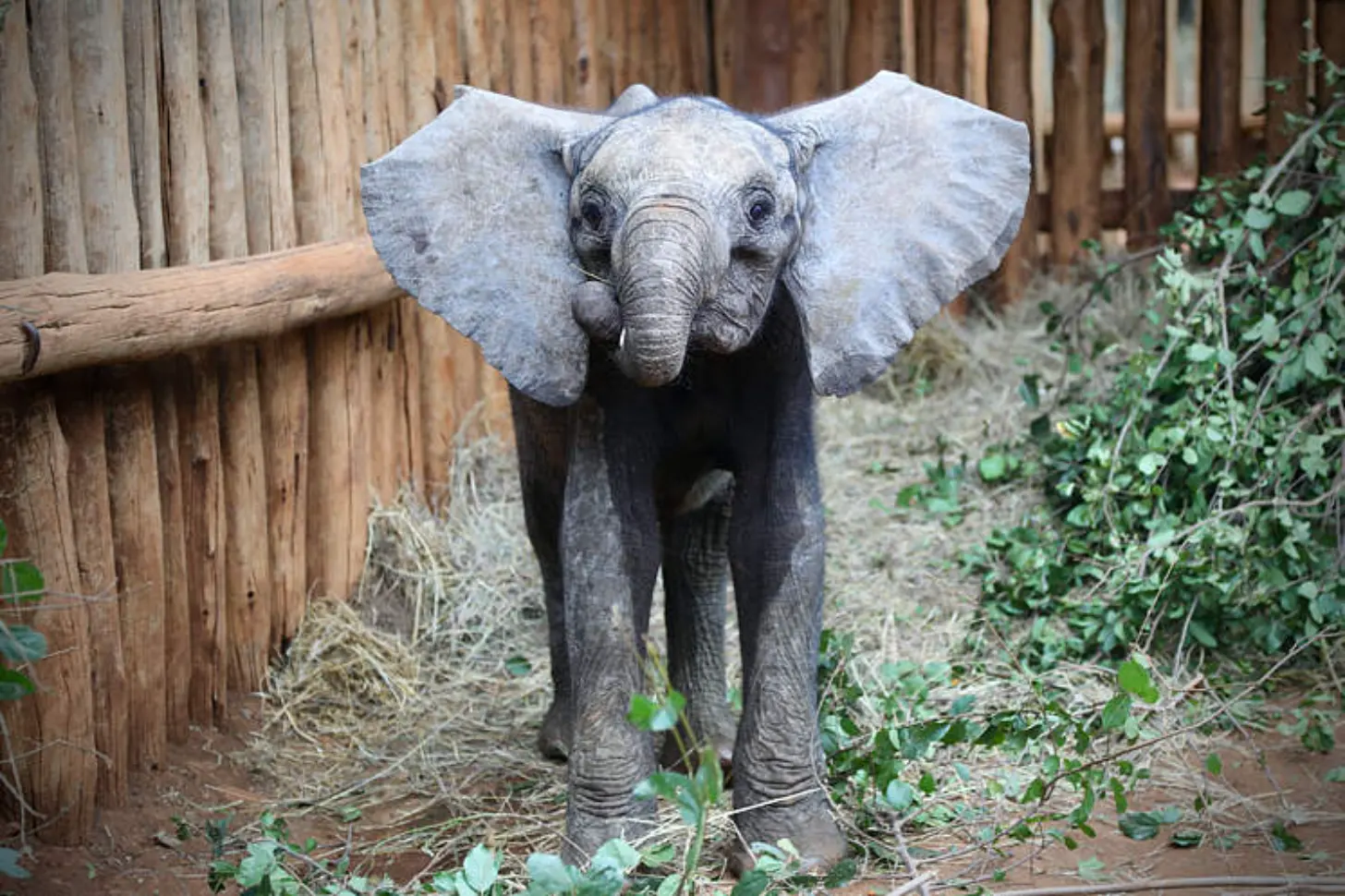 A young elephant with large ears stands in an enclosure with wooden fencing, straw, and green vegetation visible around it.