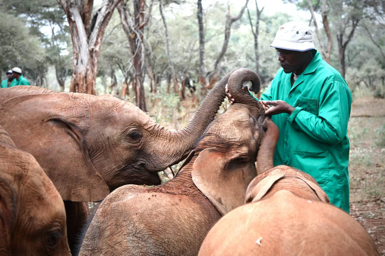 A caretaker in a green jacket and white hat feeds a young elephant with its trunk raised toward the handler's hand, with other elephants visible nearby in a tree-lined setting.