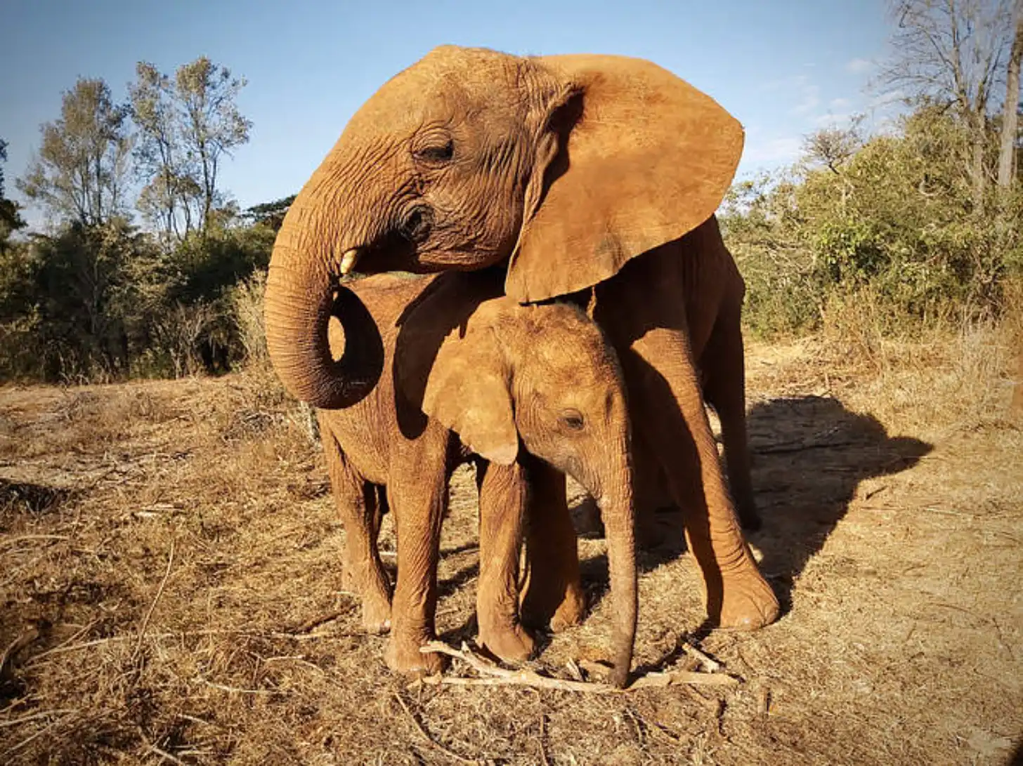 Adult elephant and calf standing together on a dirt path with trees and dry brush in the background.