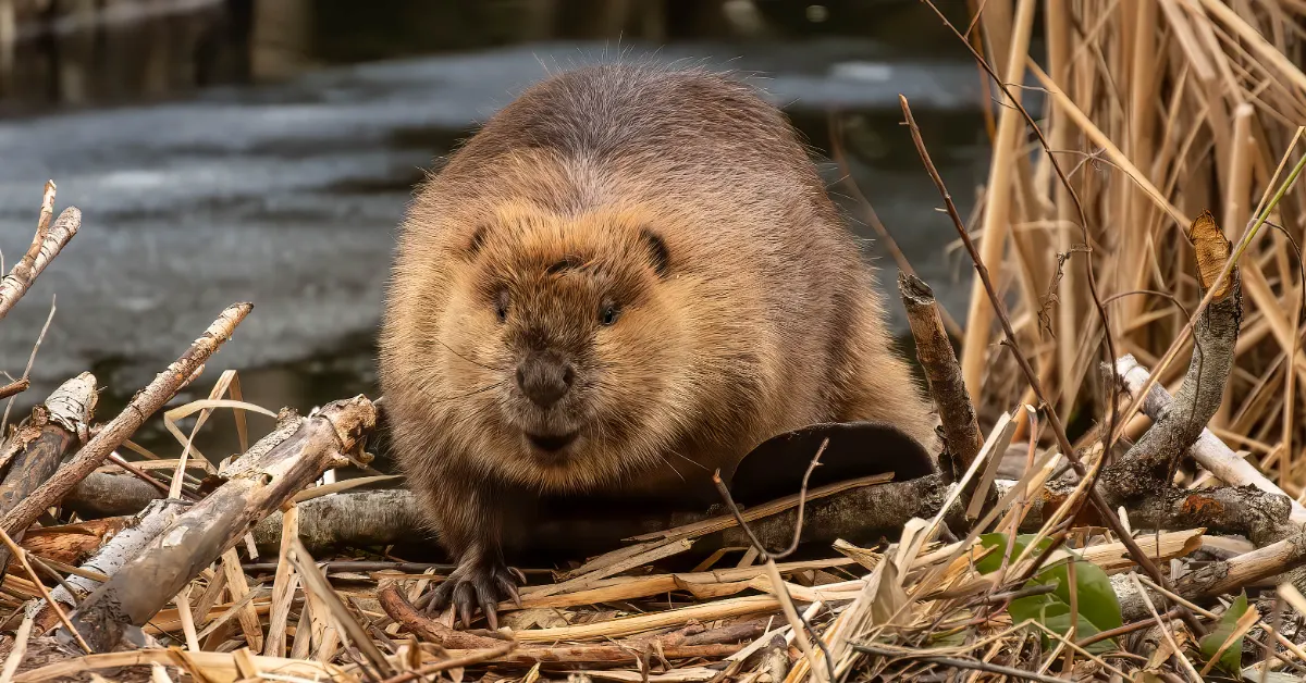 A beaver with rounded features sits among twigs and dried grasses beside water.