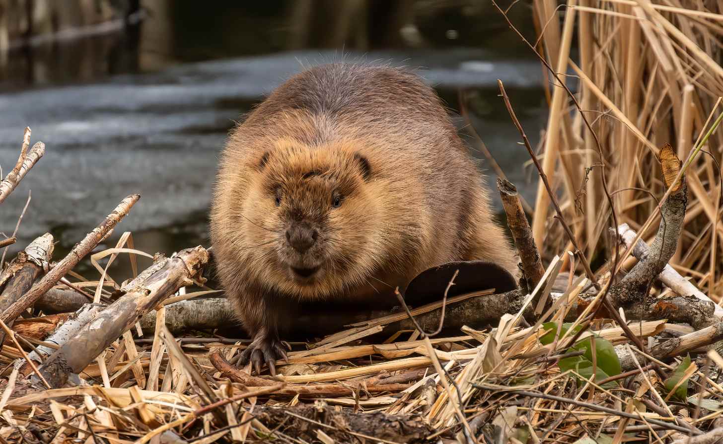 A beaver with thick fur sits among twigs and dried grass near a body of water, facing the camera.