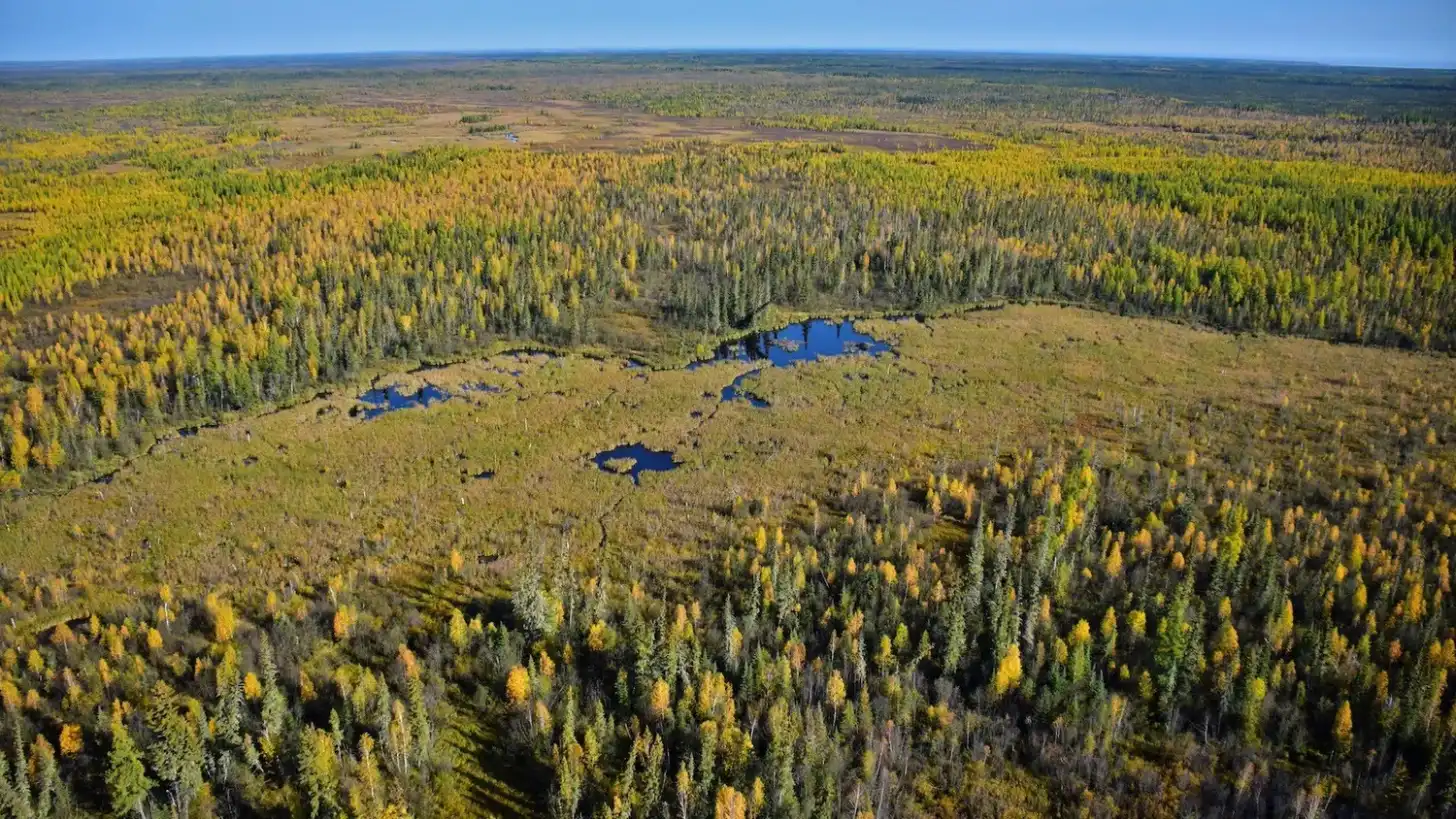 Aerial view of a boreal forest landscape with coniferous and deciduous trees in fall colors—yellows, greens, and browns—interspersed with several blue ponds and a meandering stream across an open marshy area.