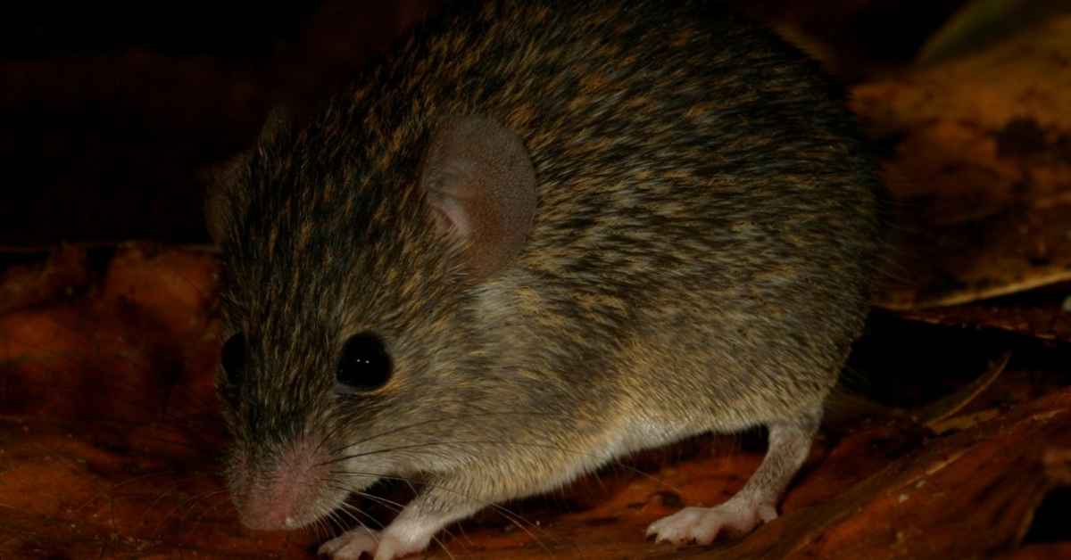 The newly described Dumbara spiny mouse (Mus dumbara) has a distinctive appearance, with soft fulvous-gray fur and elongated spiny guard hairs.