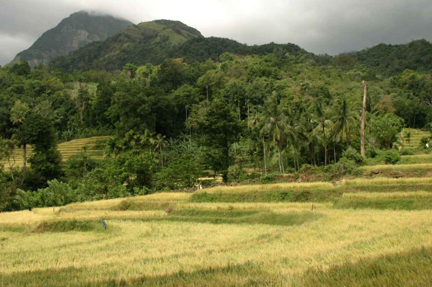 The species is so far known only from Sri Lanka’s Knuckles Mountain Range, and the image shows Puwakpitiya, the village from where researchers found the first specimens of Dumbara spiny mouse (Mus dumbara) after they set traps along the forest edge beside a sprawling paddy field.