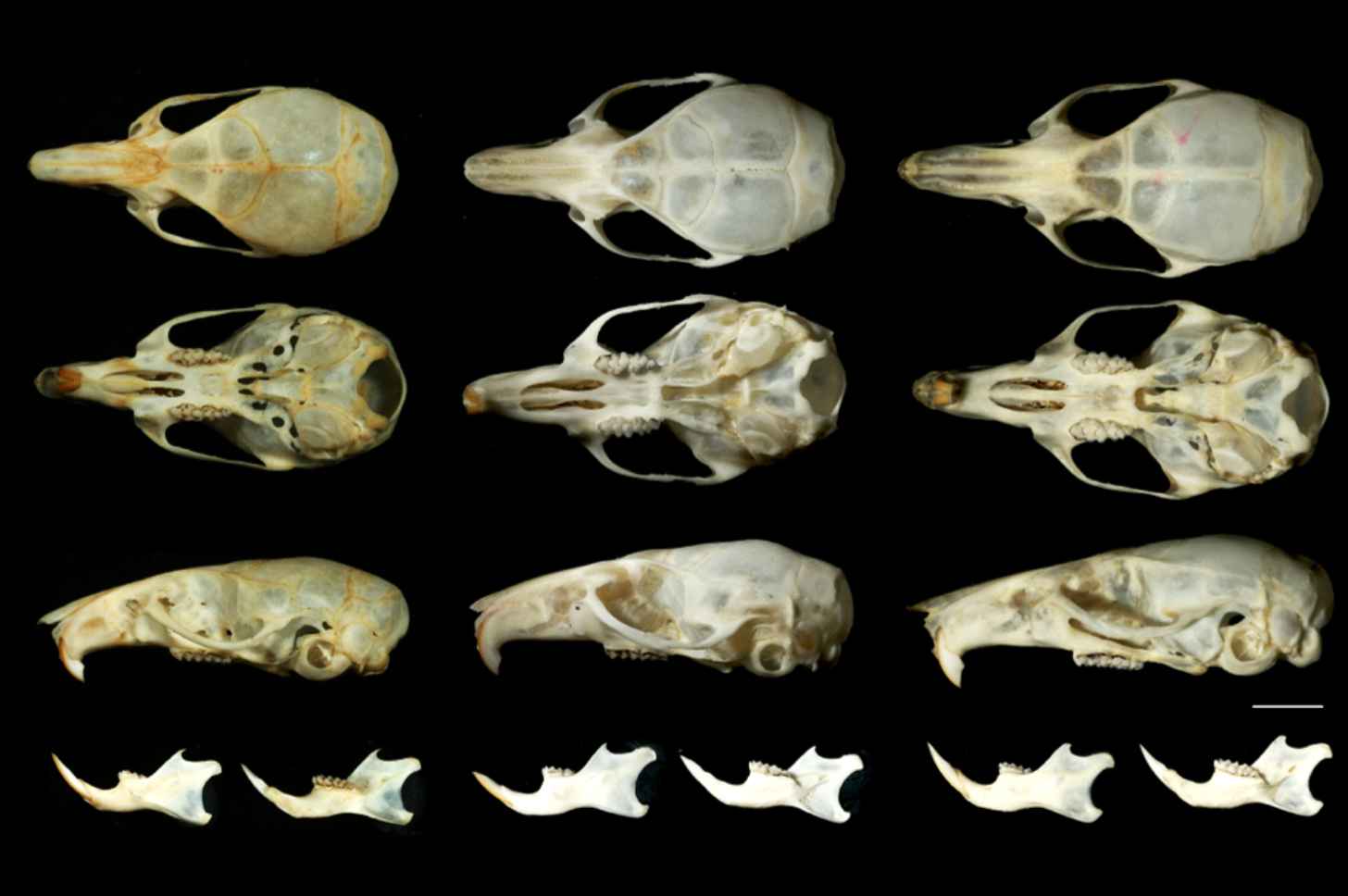 Researchers observed skulls thinner than fingernails and mandibles in three spiny mouse species for the study. From left, the newly described Mus dumbara, M. fernandoni and M. mayori.
