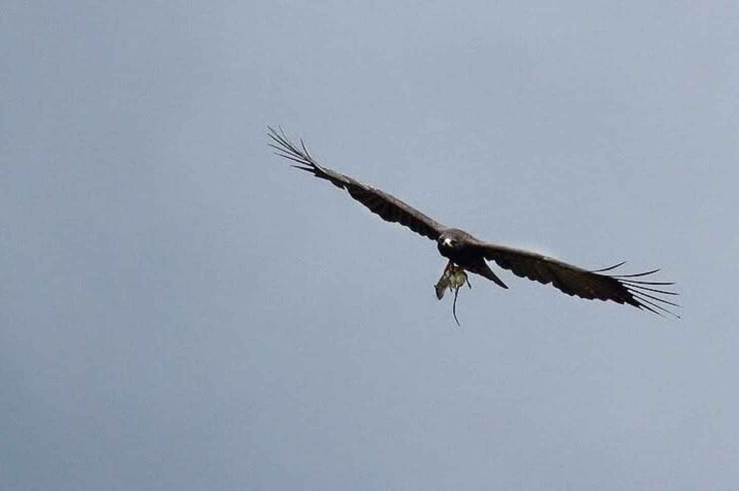 Small mammals, though often overlooked, are an important source of prey for many predators, like this black eagle (Ictinaetus malaiensis), illustrating the important role rodents play in forest food webs.