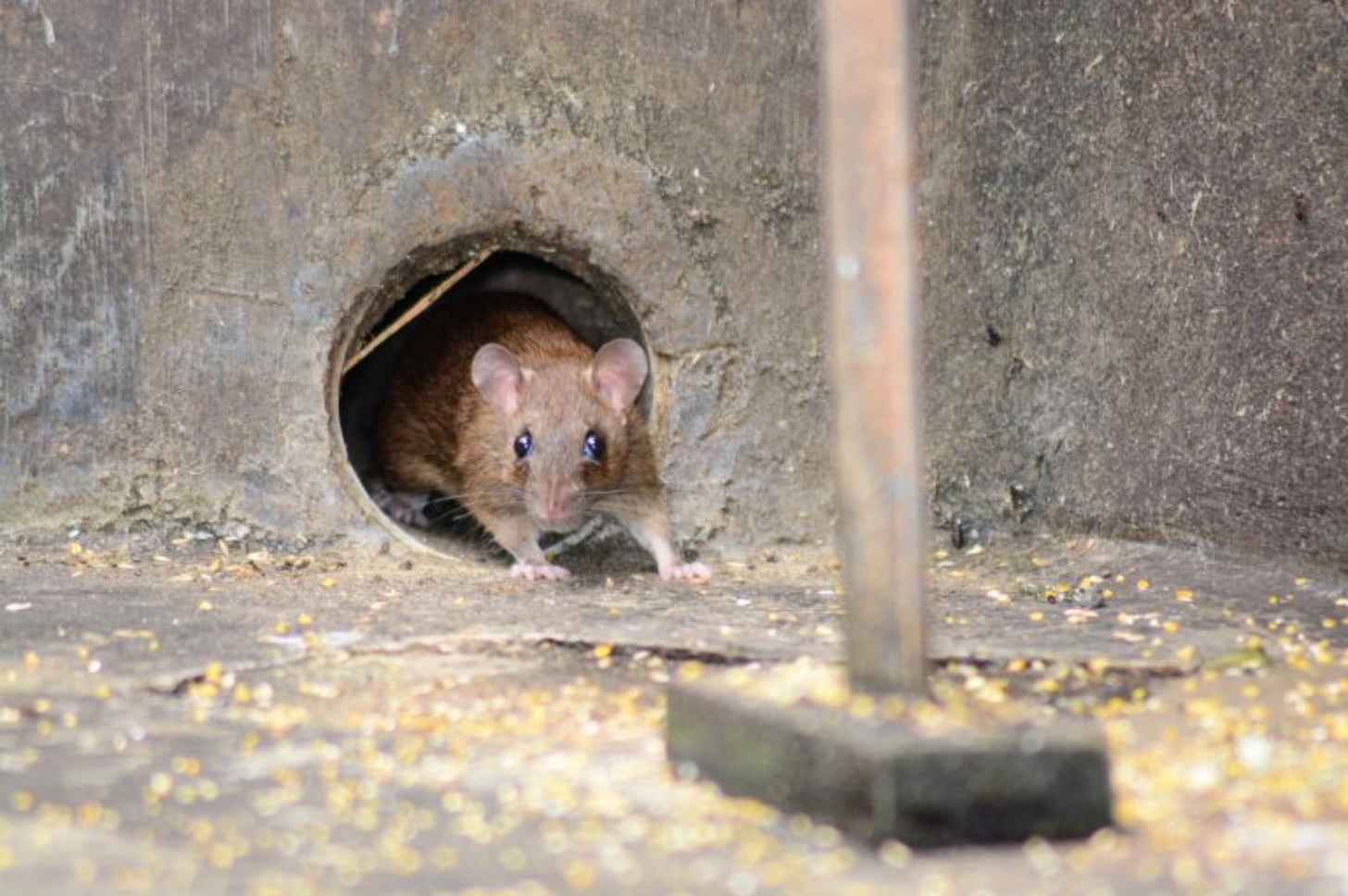 Mice and rats are commonly considered pests, and Sri Lanka is home to 16 species of rats and mice with six of them found only on the Indian Ocean island.