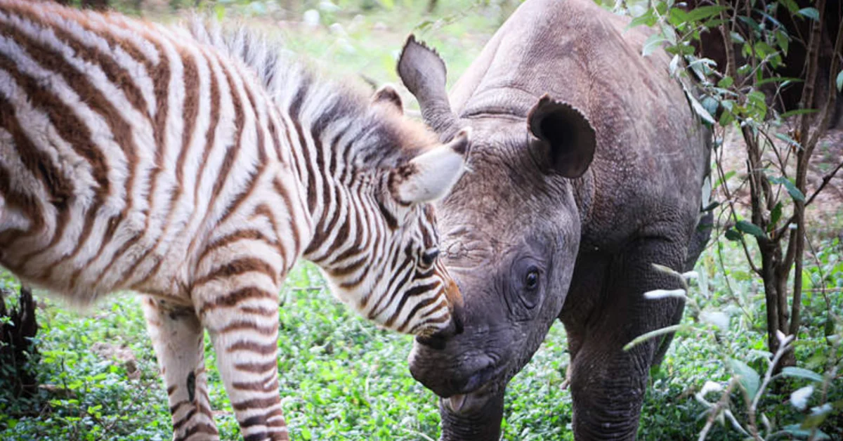 A zebra with brown and white stripes stands beside a rhinoceros with gray skin and a prominent horn, both browsing vegetation in a grassy area.