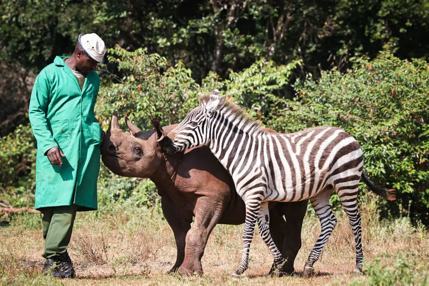 A caretaker in a teal jacket stands beside a young rhinoceros wearing a zebra-striped blanket, with green vegetation in the background.