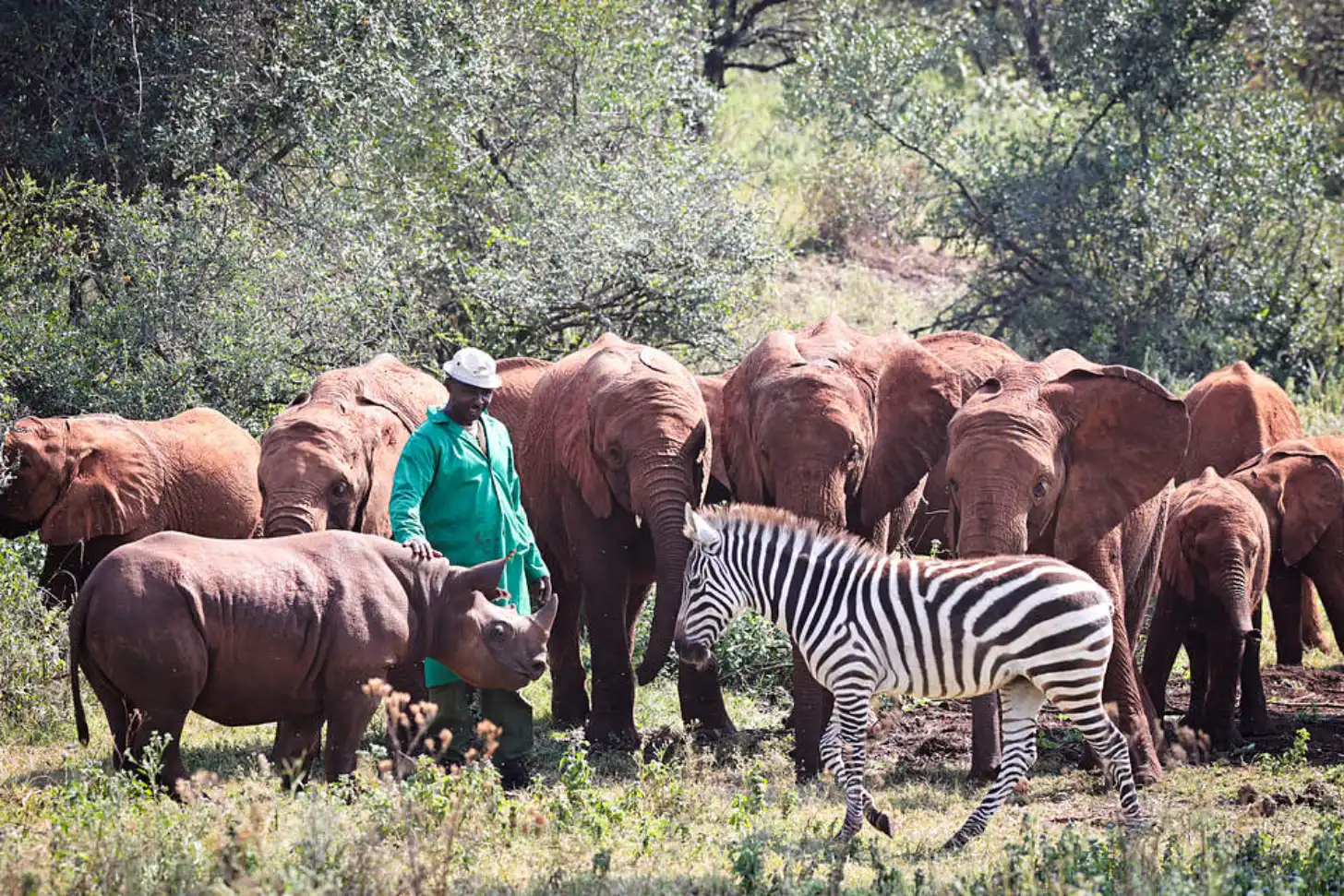 A caretaker in a teal shirt and white hat stands among a herd of brown elephants, a rhino, and a zebra grazing together in a wooded savanna setting.