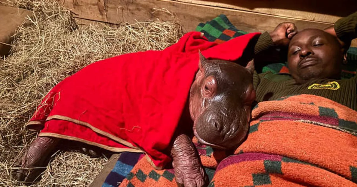 A young hippo wearing a red blanket rests on straw bedding next to a person in a green knit hat and orange striped blanket.