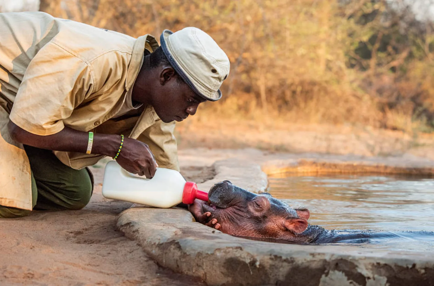 A person in a tan shirt and white cap kneels by shallow water, feeding a young hippopotamus from a bottle.