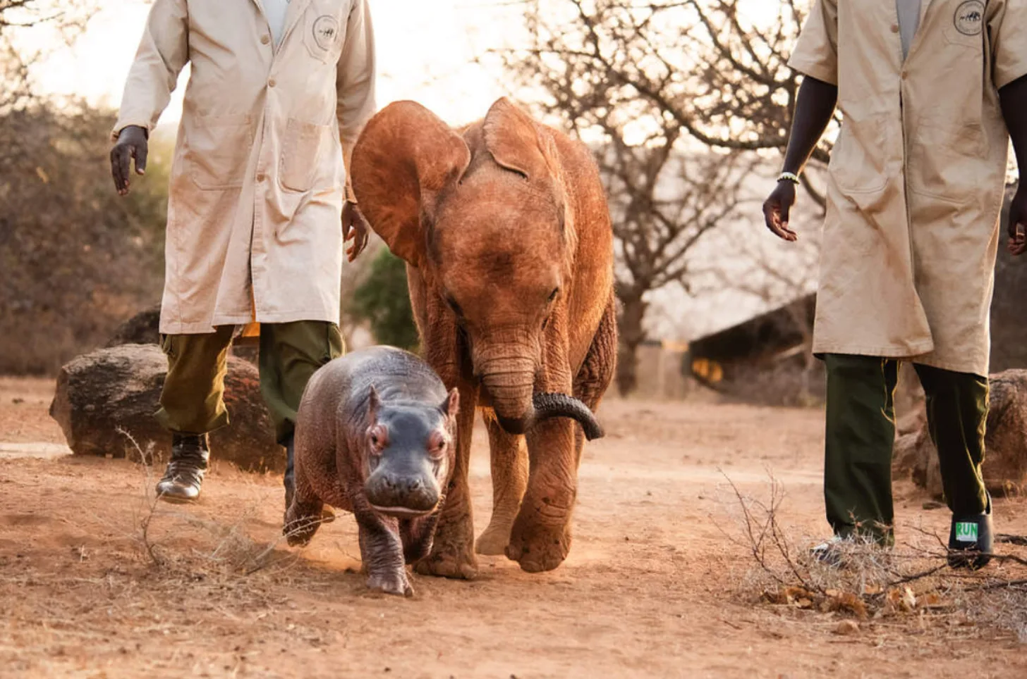 An adult elephant and a young hippopotamus walk together on dirt ground, accompanied by two caretakers wearing tan jackets and olive pants.