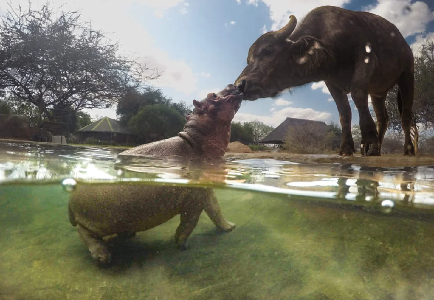 An buffalo and hippopotamus interact in shallow water, with the buffalo's nose raised toward the hippo's head. Rural buildings and sparse trees are visible in the background under a partly cloudy sky.